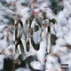 Riot (Rowdy Pipe'n)