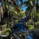 Palm Trees