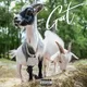 Goat